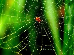 web